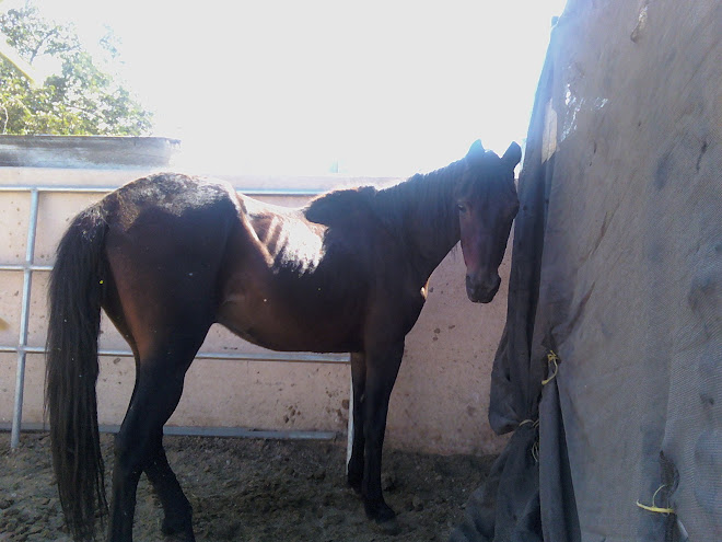 Drake the wandering horse