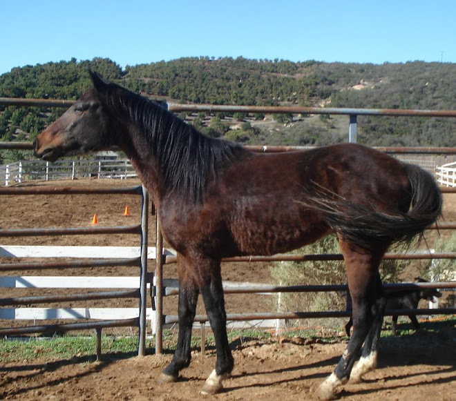 Chiron the day he was rescued in December