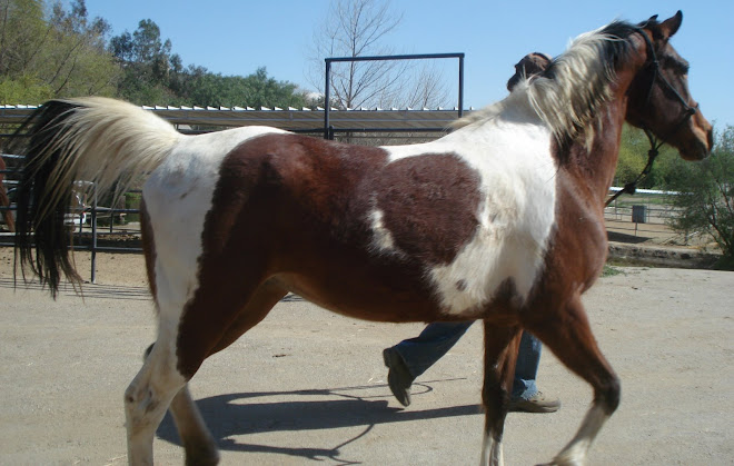 Prancing Paint/Arab Cross Mare