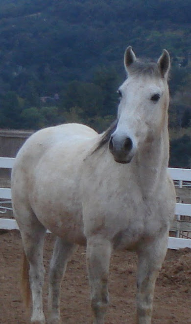 The Grey Quarter horse gelding