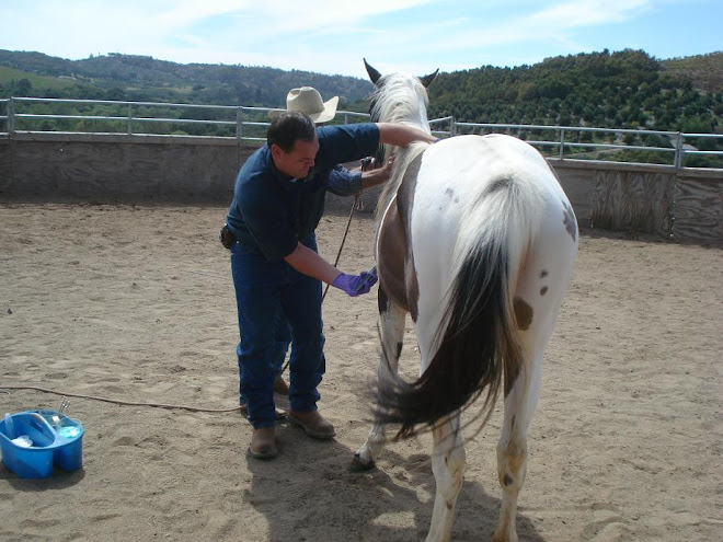 Jelly Bean getting examined by Dr. Moss