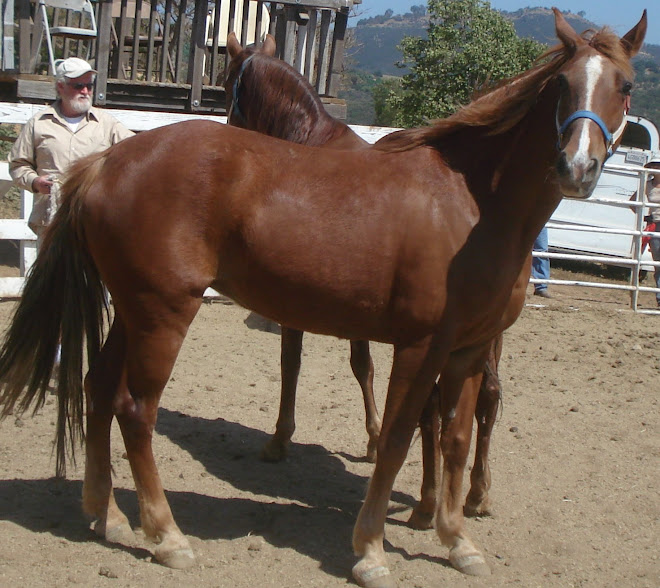 Tennessee Walking Horse Rescues, Amber