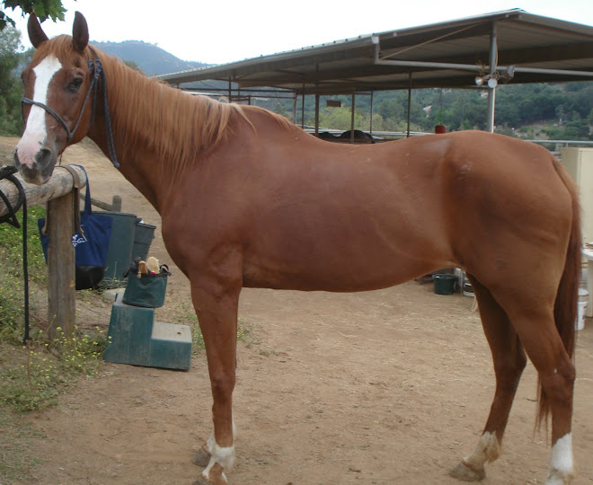 Salsa 60 days after rescue. Salsa is 30.