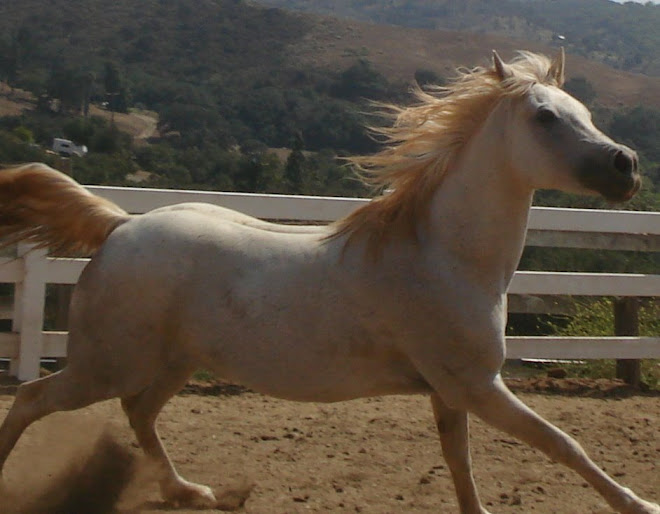 Dreams, Arabian mare up for adoption