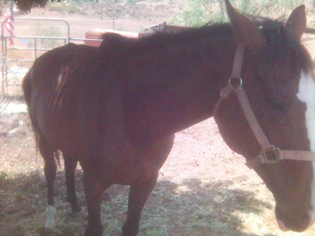 Emaciated Horse in Poway