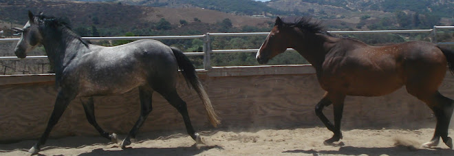Tejon and Tango in the roundpen