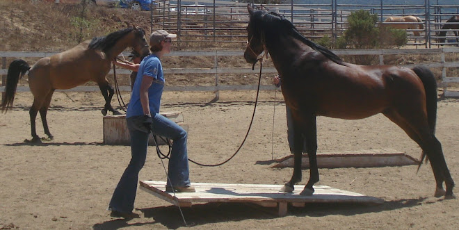 Kingston's Debut in the Arena, On the Teetertotter