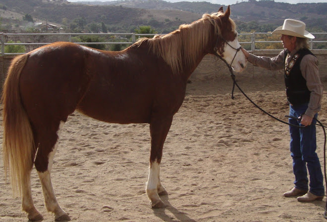 David working with the new paint mare