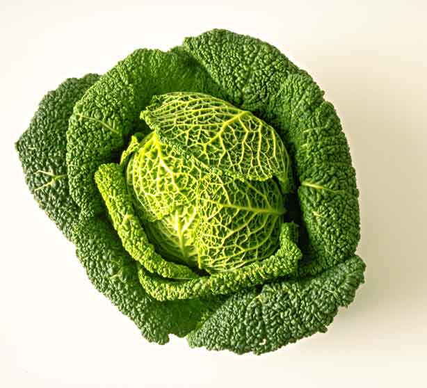 But now there were no cabbages