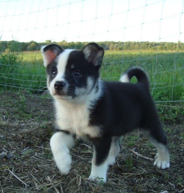 Icelandic Sheepdog Show and Working Dogs Icelandic Sheepdog Puppies For Sale Canada/United States