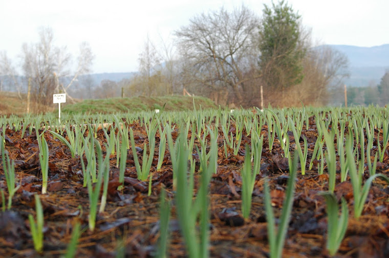 Garlic farm in Vermont