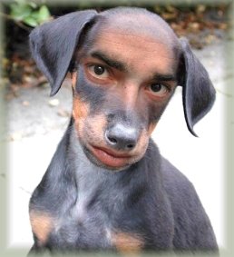 [man+dog.jpg]