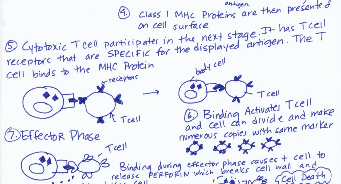 marys biology page diagram of cell mediated immunity cell mediated response