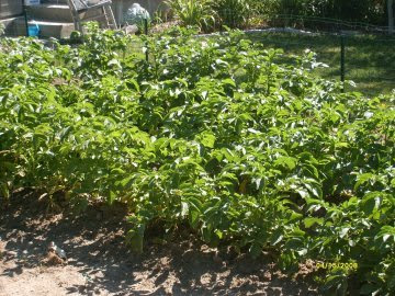 Baby Corn Growing