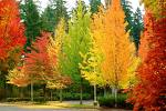 [autumn++trees.jpeg]