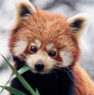 The Cute Animal Thread Red+Panda