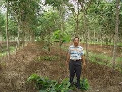 ยามว่าง ปลูกไม้ยางนา แซมในสวนยาง อายุ ๑ ปี พื้นที่ 7 ไร่ จำนวน 200 ต้น