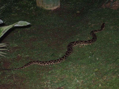 Fer-de-lance snake about to eat a rat!