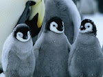 Baby Penguins