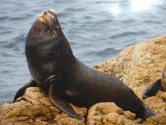 Sea Lion - Mendocino