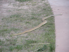 Rattlesnake at Ruts site