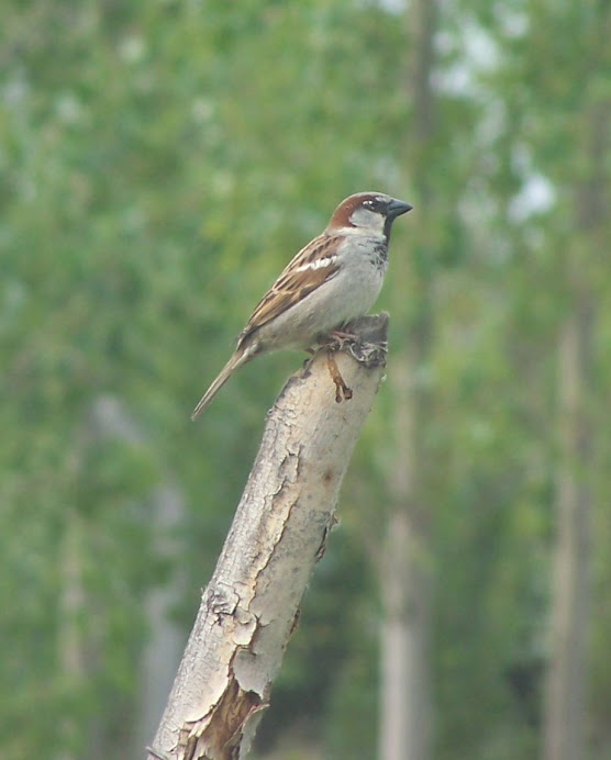 Gorrión (Passer domesticus)