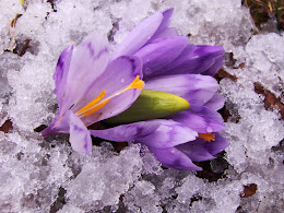 Flower In Ice :X