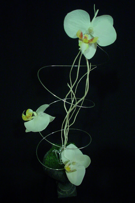 orquidea