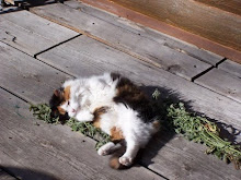 Cats on Nip!!