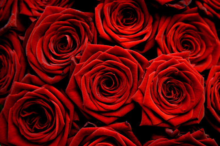 [rose+rosse.jpg]