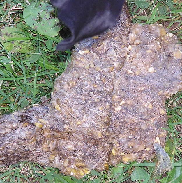 List 96+ Pictures Corn In Poop Pictures Completed