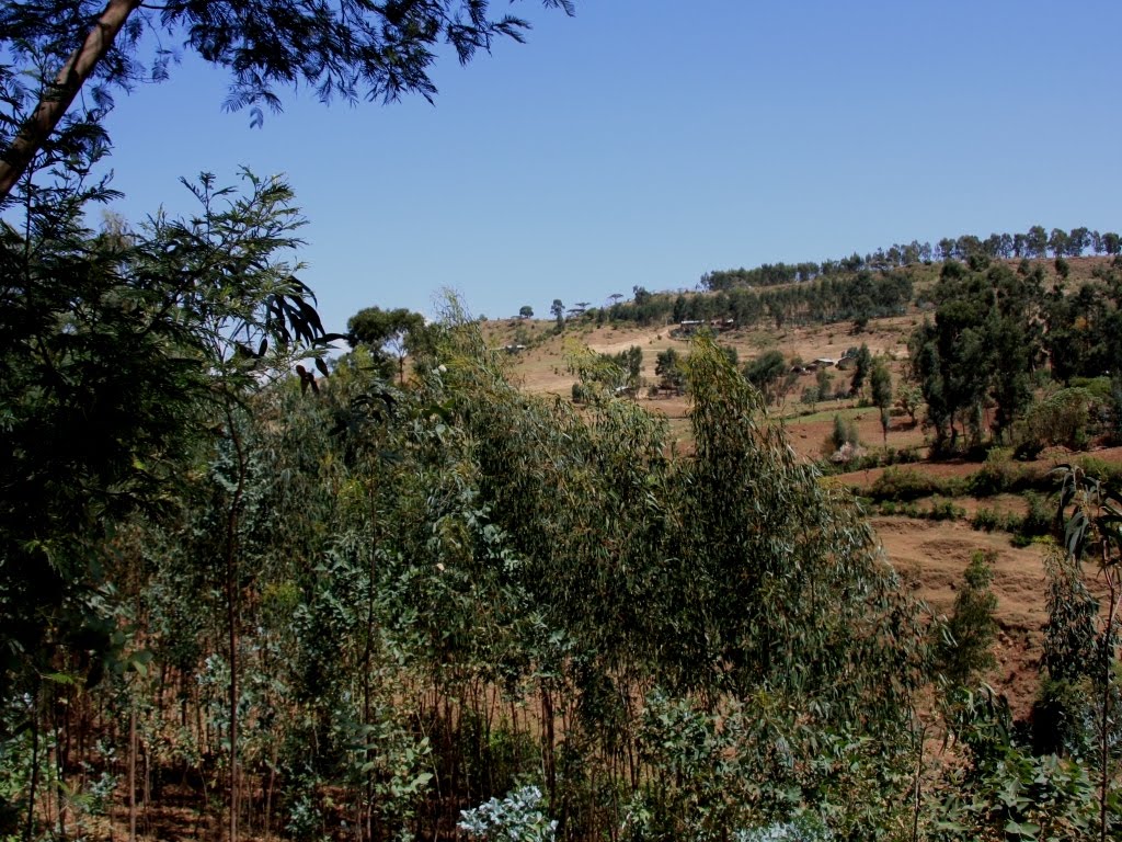 http://2.bp.blogspot.com/_viuM6zcQ6LE/S-otTiWHX4I/AAAAAAAABoc/iXdMQ1gzCgU/s1600/2010-051-etiopia-farta-eucalyptus-mosaic-053.jpg