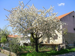 Çerdeira Cicuirana