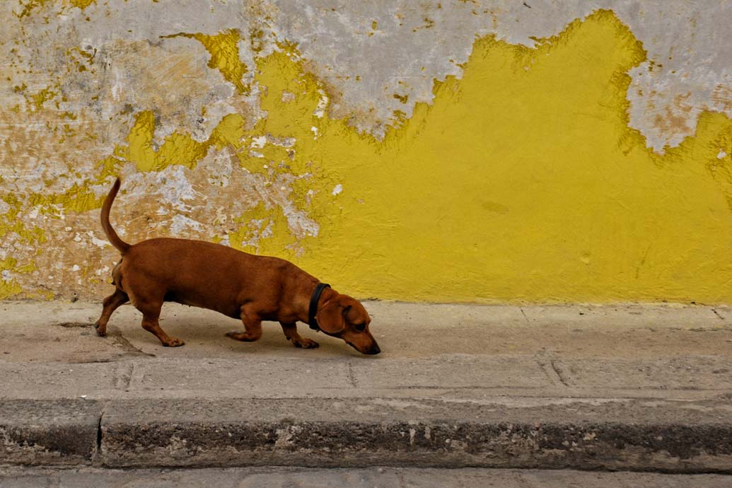 [WEB+Cuba+dachshund+yellow+wall.jpg]
