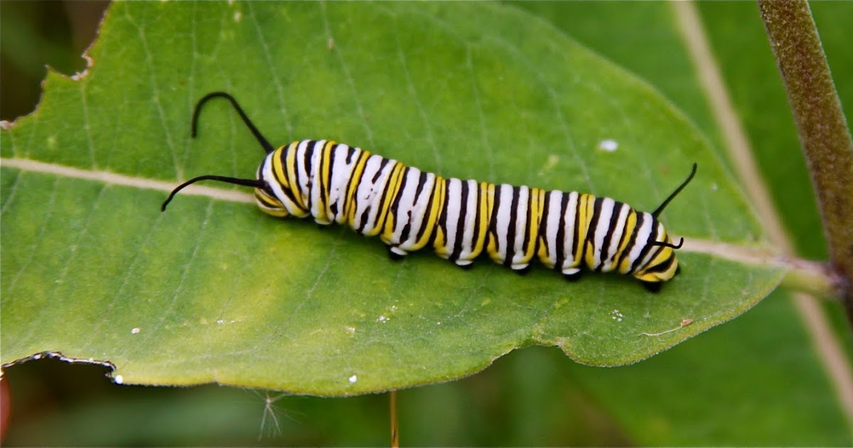 Gale's Photo and Birding Blog: Monarch Caterpillar & Butterfly