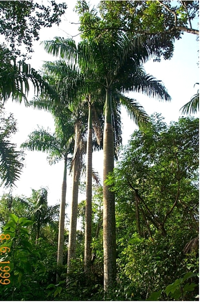 Palmeira%20Imperial.jpg
