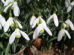 [snowdrops.jpg]