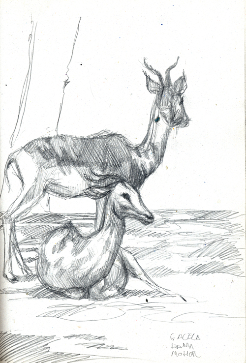 [gacela.jpg]