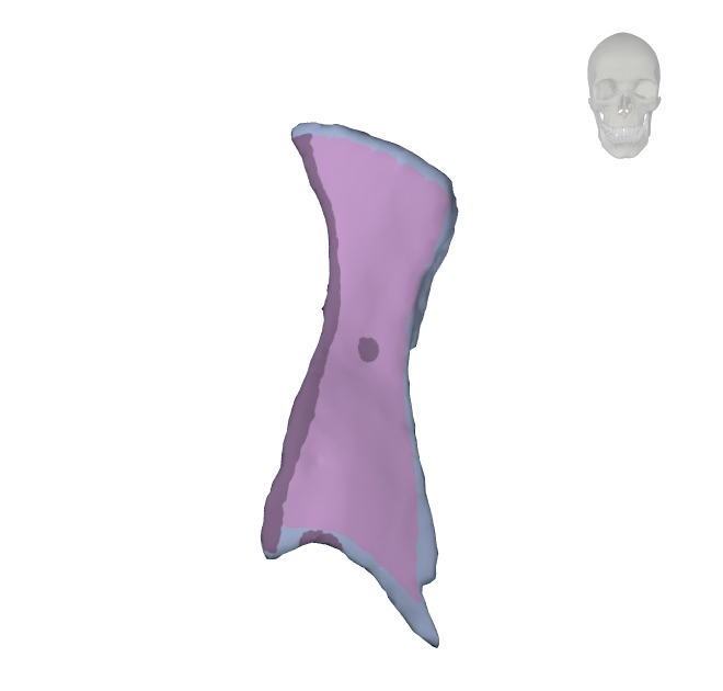 Huesos del Cráneo Huesos Vómer, Unguis, Palatino, Nasal y inferior