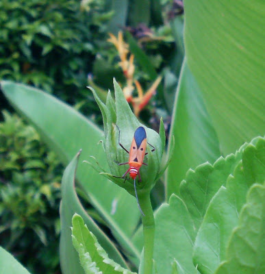 Funky Bugs