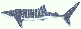 [rhincodon-typus.gif]