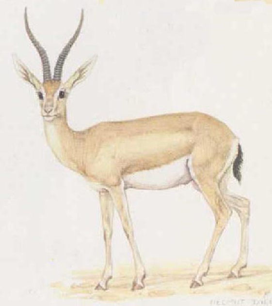 [Loderâ  s+Gazelle+â  +(Gazella+leptoceros.jpg]