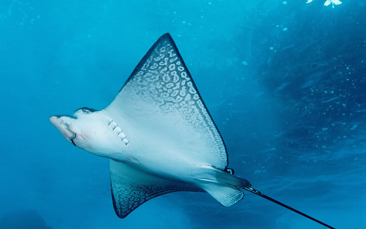 FISH WALLPAPERS, PICTURES | Wallpapers | Pictures | Photos