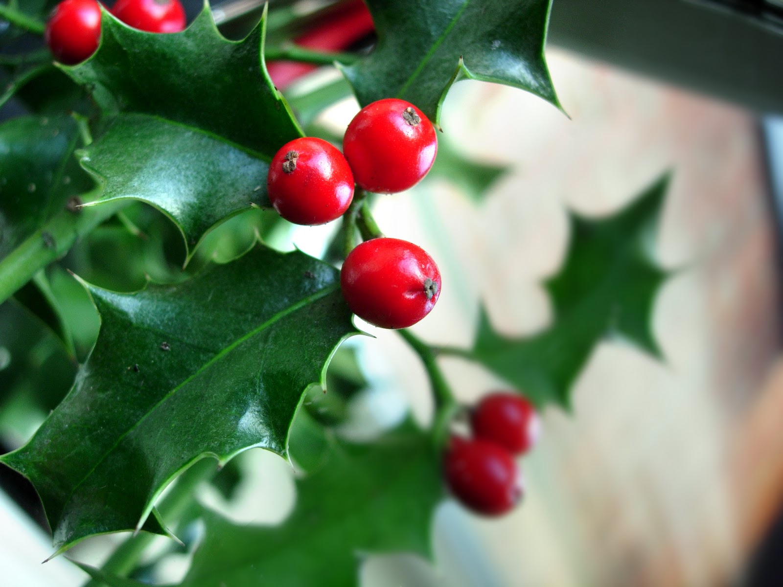 holly tree designs what should i buy my husband for christmas
