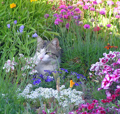 Owen - the neighbor cat, who likes to hang out in our yard