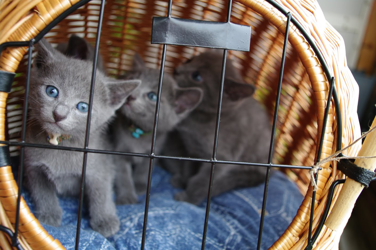 Cats de "Caritates" Locked up!