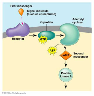 Anabolic and catabolic pathways are related by