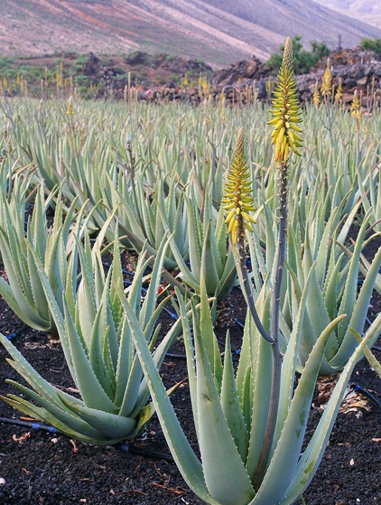 Smp Pgri 1 Pangkalan Bun Lidah Buaya