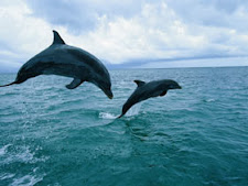 Dolfins