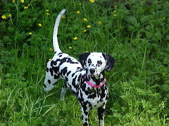 Bella in very good Spring grass